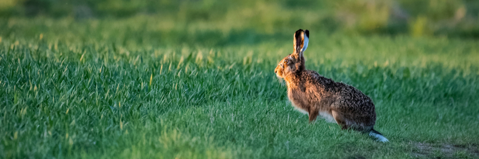 I'll be able to navigate through P6 quickly even as a new user