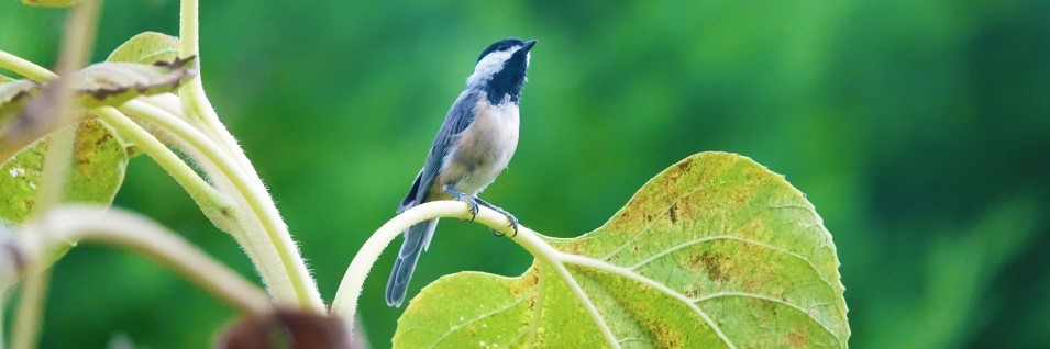 Knowledgeable and Professional