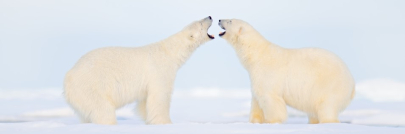 P6-Scrubber v8 - New Release