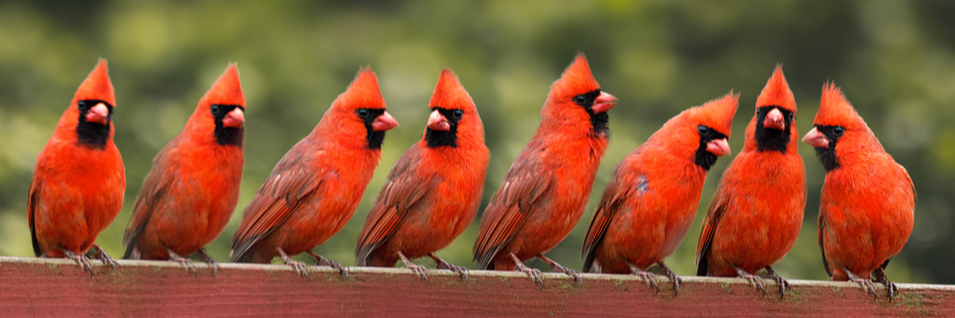 CAPPS Updating Major Infrastructure Projects