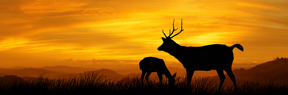 Large Engineering Firm Deploys P6-Reporter