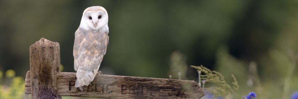 P6-Calculator: Dates and Flags - Automatic Rollup - Watch Now